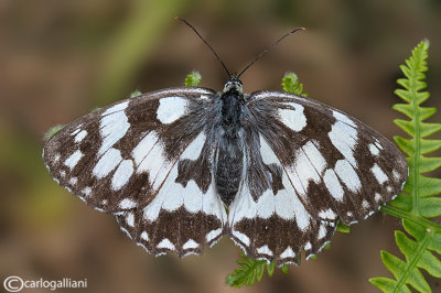 Melanargia galathea