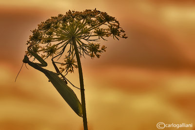 European mantis - Mantis religiosa 