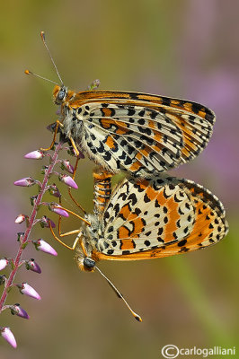 Melitaea didyma