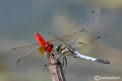 Crocothemis erythraea & Orthetrum albystilum