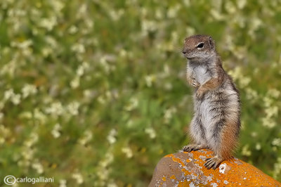 Barbary ground squirrel (Atlantoxerus getulus)