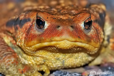 Rospo comune- Common Toad (Bufo bufo)