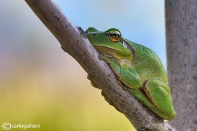 Raganella comune-Common Tree Frog (Hyla harborea)