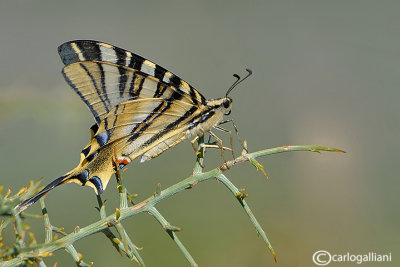 Iphiclides feisthamelii 