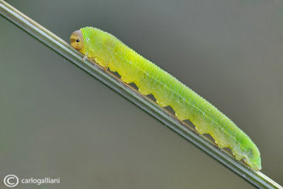 Hymepotera caterpillar