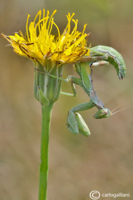 European Dwarf Mantis - Ameles spallanzania