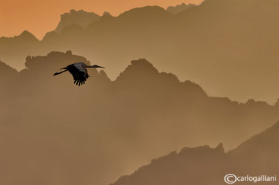 Desert stork