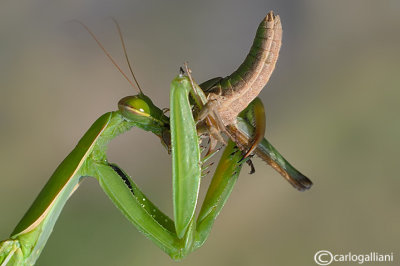 Predation of Mantis religiosa on Locusta migratoria