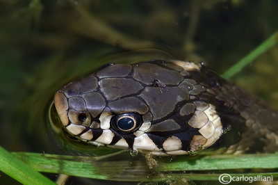 Natrice dal collare -Grass Snake (Natrix natrix)