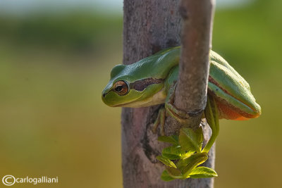 Raganella comune-Common Tree Frog (Hyla harborea)