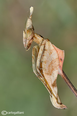 Gongylus gongylodes - India