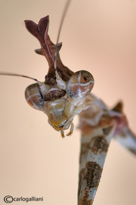 Sibylla pretiosa - Sud Africa