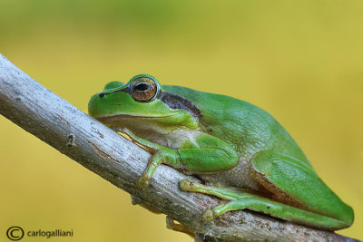 Raganella comune-Common Tree Frog (Hyla harborea)