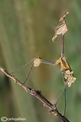 Gongylus gongylodes - India