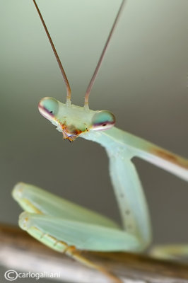 Miomantis sp. Johannesburg  - Sud Africa