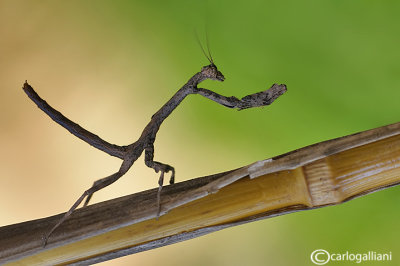 Popa spurca ssp. crassa - Africa