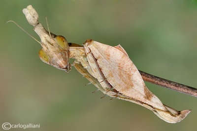 Gongylus gongylodes - India