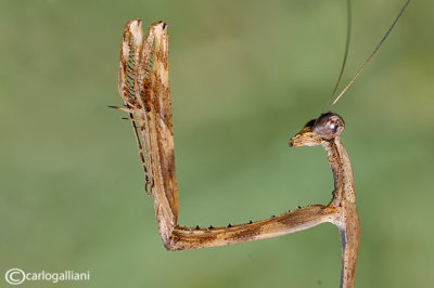 Pseudempusa pinnapavonis - SudEst Asia