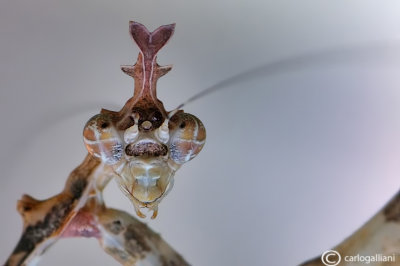 Sibylla pretiosa - Sud Africa