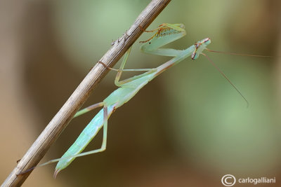 Miomantis sp. Johannesburg  - Sud Africa