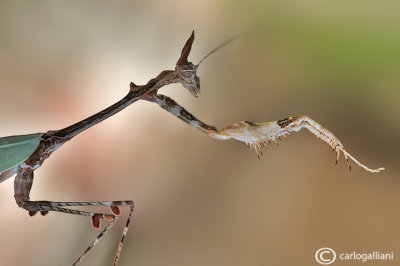 Sibylla pretiosa - Sud Africa