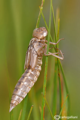 Exuvia of Aeshna juncea