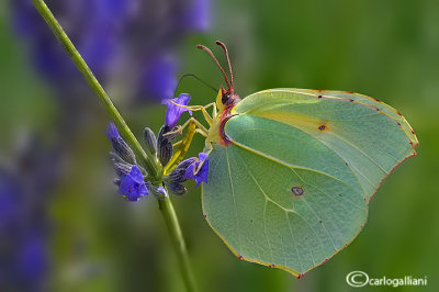 Gonopteryx cleopatra