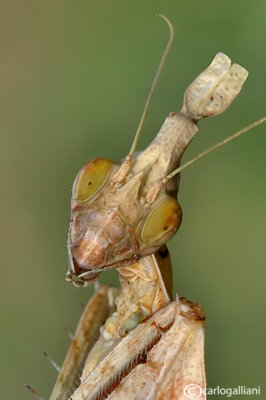 Mantids extra palearctic