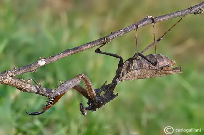 Deroplatys desiccata - SudEst Asia