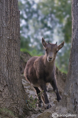 Stambecco-Alpine Ibex (Capra ibex) - Juvenile