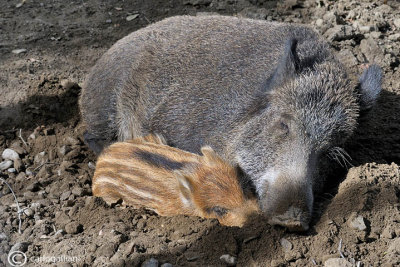 Sleeping - Wild boar (Sus scrofa )