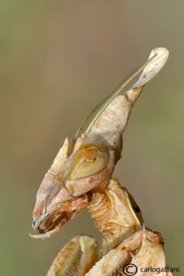 Gongylus gongylodes - India