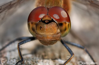 Sympetrum striolatum