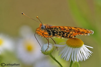 Melitaea didyma