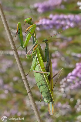 European mantis - Mantis religiosa 