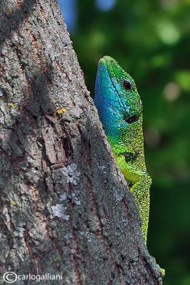 Ramarro occidentale- Western Green Lizard (Lacerta bilineata)
