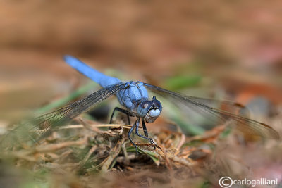 Orthetrum brunneum