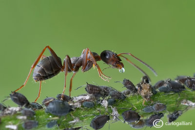 Milking of aphids - Formica cunicularia