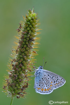 Polyommatus icarus