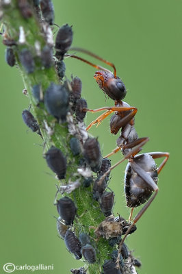 Milking of aphids - Formica cunicularia