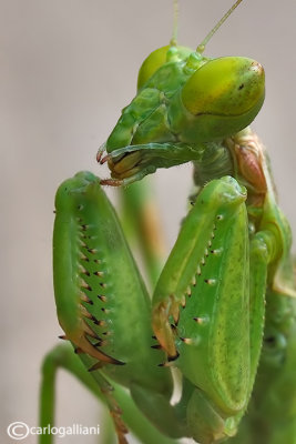 European Dwarf Mantis - Ameles spallanzania