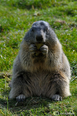 Marmotta-Alpine marmot (Marmota marmota)