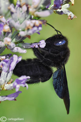 xilocopa violacea09.jpg