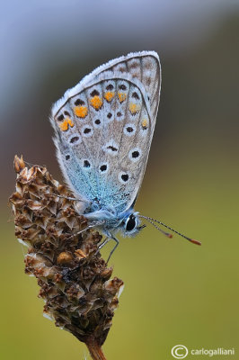 Polyommatus icarus