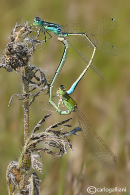 Ishnura pumilio mating