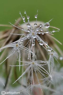 Dandelion & drops