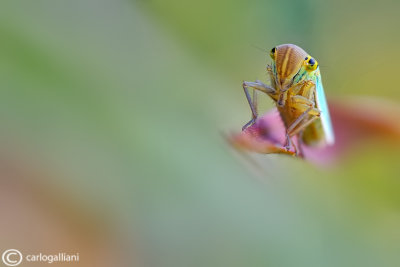 Cicadella viridis