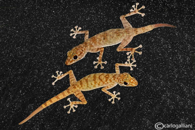 Ptyodactylus hasselquisti