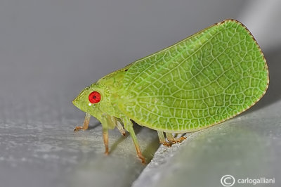 Acanalonia conica
