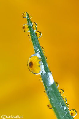 Refraction on Topinambur